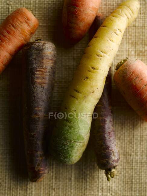 Different carrot varieties on a jute cloth — Stock Photo
