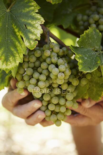 Grapes on the vine — Stock Photo