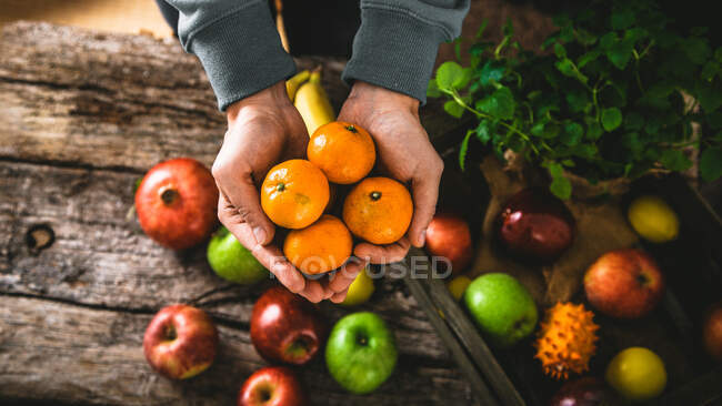 Фермер держит собранные мандарины, собранные овощи — стоковое фото
