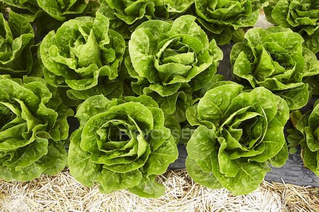 Bouquets de salade verte fraîche, vue sur le dessus — Photo de stock