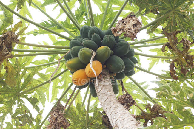 Papaia sull'albero — Foto stock