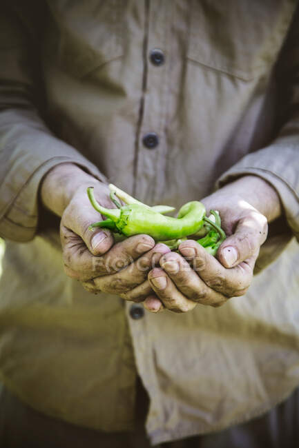 Gardener holding ripe chili peppers — Stock Photo