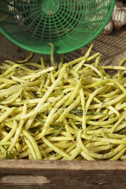 Freshly picked yellow beans — Stock Photo