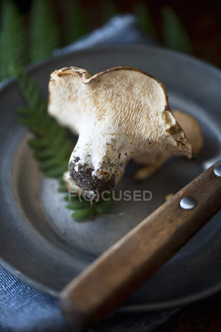 A hedgehog mushroom (Hydnum repandum) on a pewter plate with fern leaves and a knife — Stock Photo