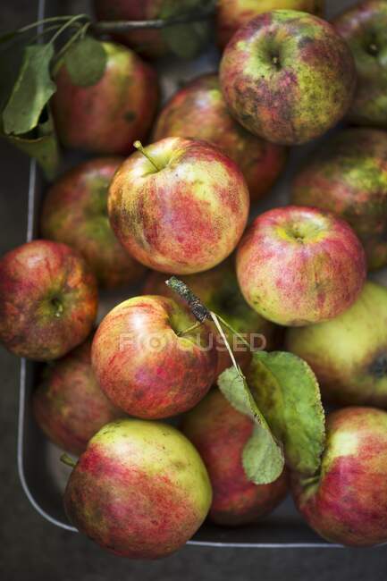 Fresh apples in a baking dish — Stock Photo