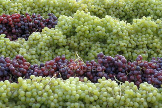 Виноград на рынке — стоковое фото
