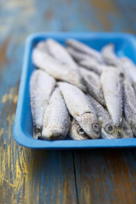 Frozen sardines in a blue styrofoam dish — Stock Photo