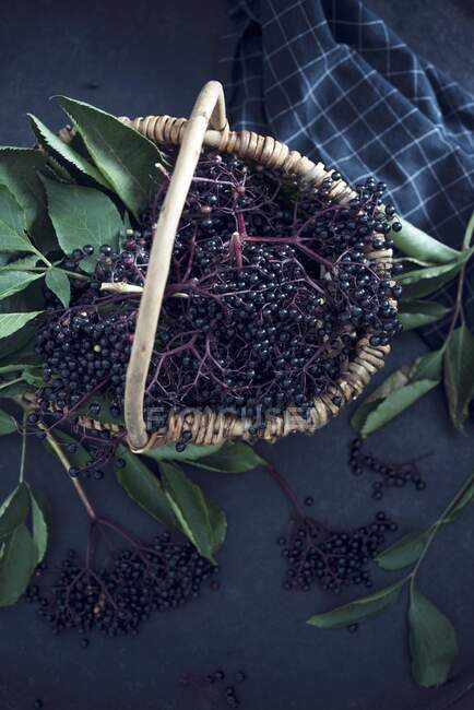Basket full of fresh black elderberries with green leaves — Stock Photo