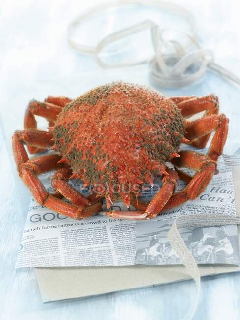 Un cangrejo araña cocido - foto de stock