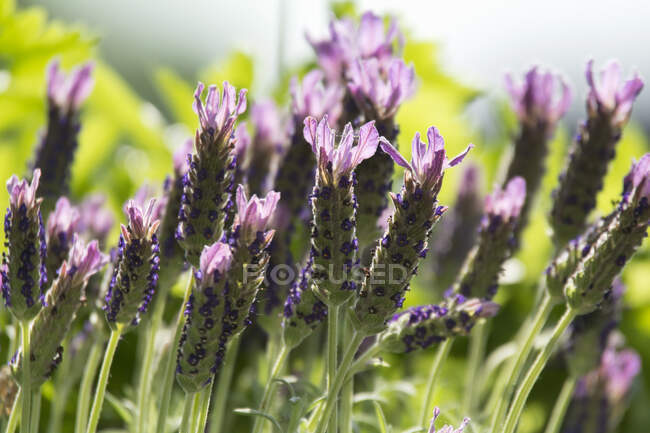 Lavender flowers in the garden — Stock Photo
