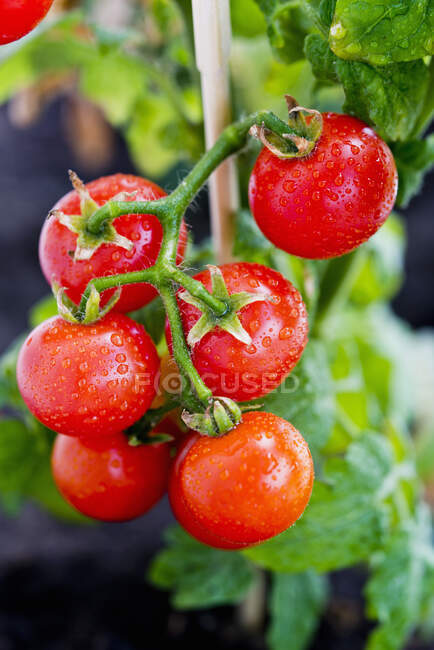 Rote Tomaten auf einem Zweig im Garten — Stockfoto