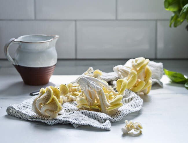 Setas amarillas de ostra sobre una toalla de té - foto de stock
