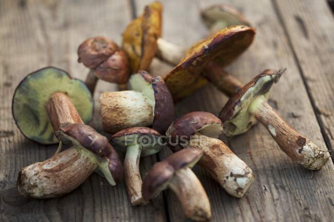 Разнообразные лесные грибы — стоковое фото