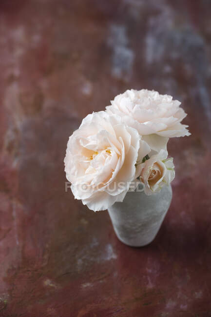 Louisa Stone roses in a small, grey vase — Stock Photo