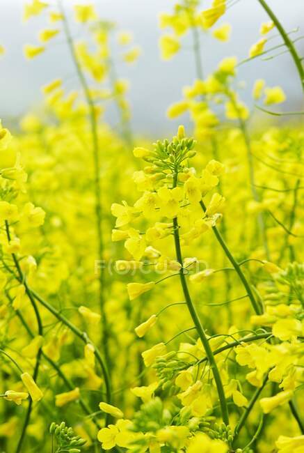 Flores amarillas en el jardín - foto de stock