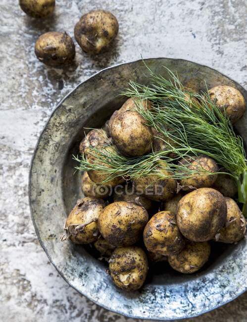 Fresh new potatoes with dill — Stock Photo