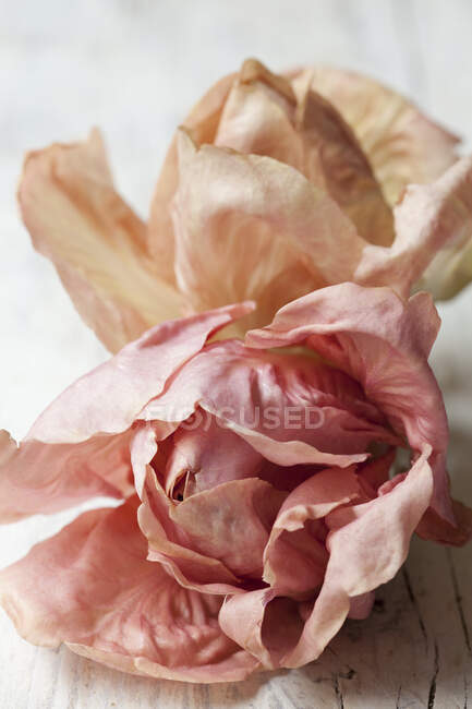 Hermosa flor de rosa sobre fondo blanco - foto de stock