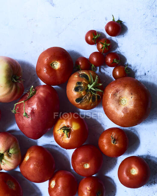Various freshly harvested tomatoes (seen from above) — Stock Photo