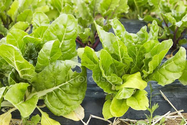 Chard in a flower bed — Stock Photo