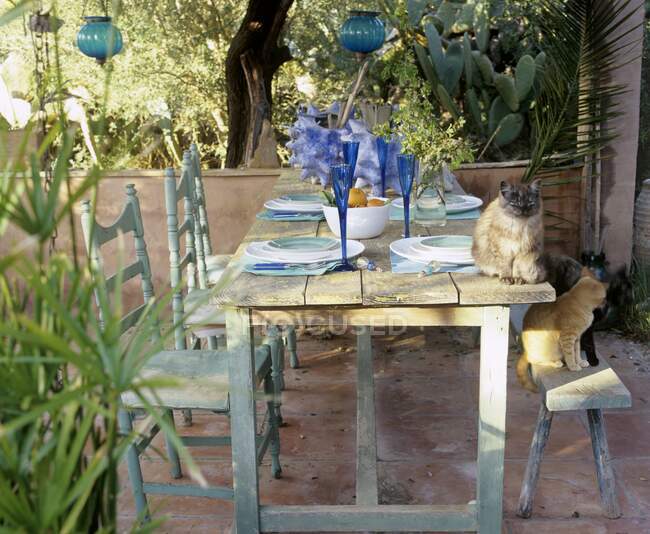 Laid table and cats on a terrace — Stock Photo
