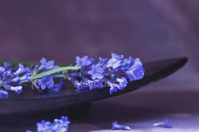 Lavendel in einer Holzschale — Stockfoto