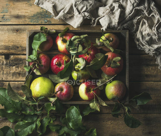 Récolte saisonnière de pommes colorées avec des feuilles vertes dans un plateau en bois sur fond de bois rustique — Photo de stock