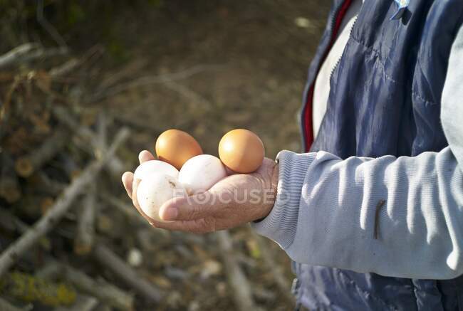 Manos sosteniendo huevos de pollo frescos - foto de stock