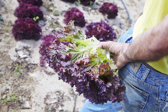 A man holding a freshly picked lollo rosso lettuce in a field — Stock Photo