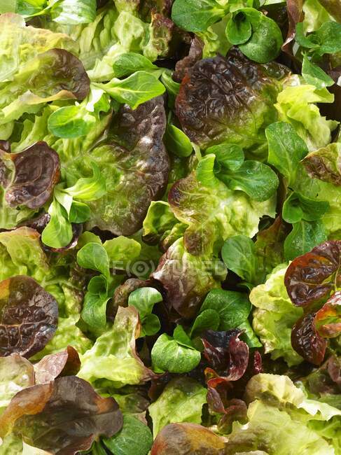 Eichenblattsalat und Feldsalat, aus nächster Nähe — Stockfoto