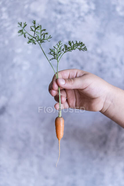 La mano de un niño sosteniendo una zanahoria pequeña - foto de stock