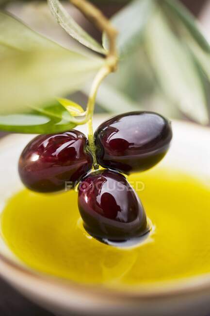 Окунание оливковой веточки с черными оливками в оливковое масло — стоковое фото