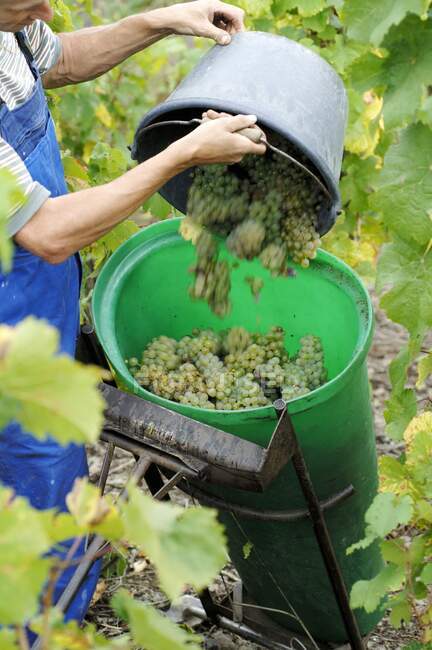 Catador de uvas no trabalho — Fotografia de Stock