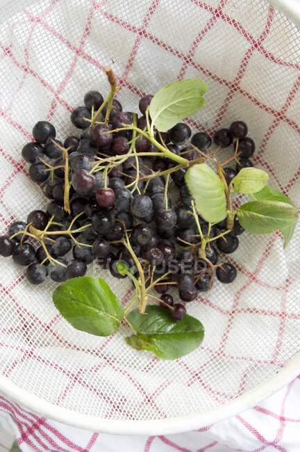 Ribes nero in setaccio con foglie verdi, primo piano — Foto stock