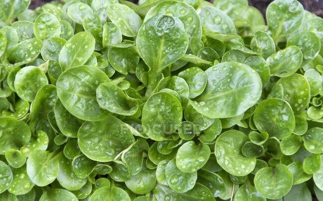 Lettuce with water drops, close up shot — Stock Photo