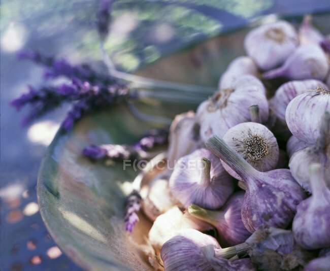 Garlic and lavender flowers in a dish — Stock Photo