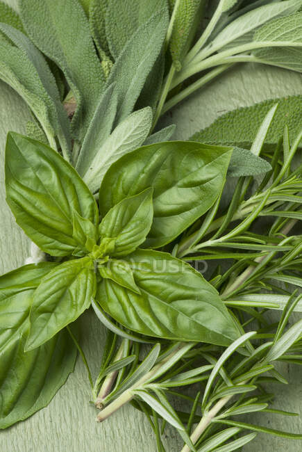 Sages, basil and rosemary — Stock Photo