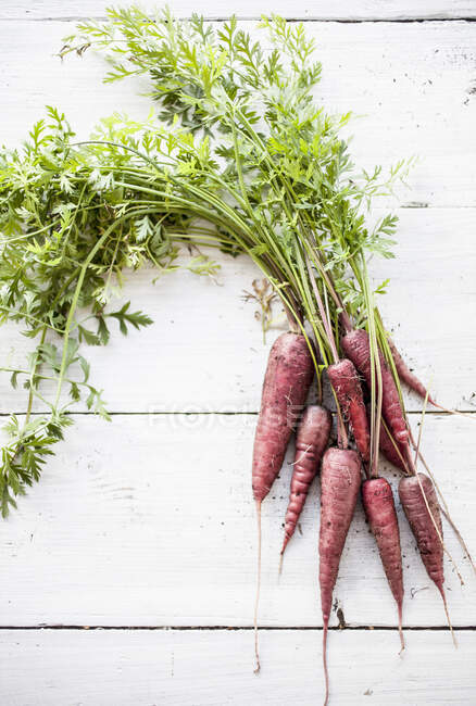 Purple carrots from homegarden — Stock Photo