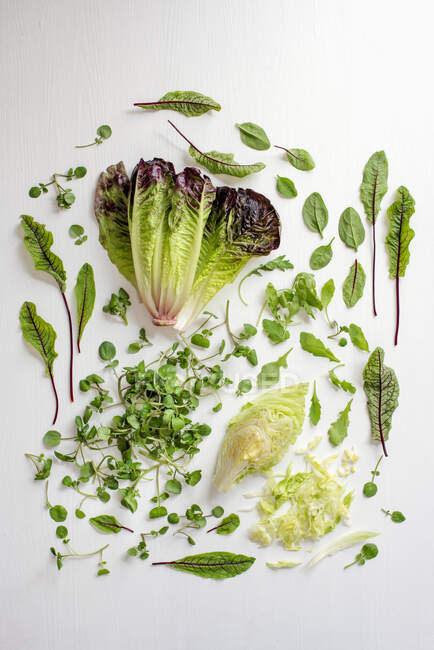 Varie foglie di insalata ed erbe su sfondo bianco — Foto stock
