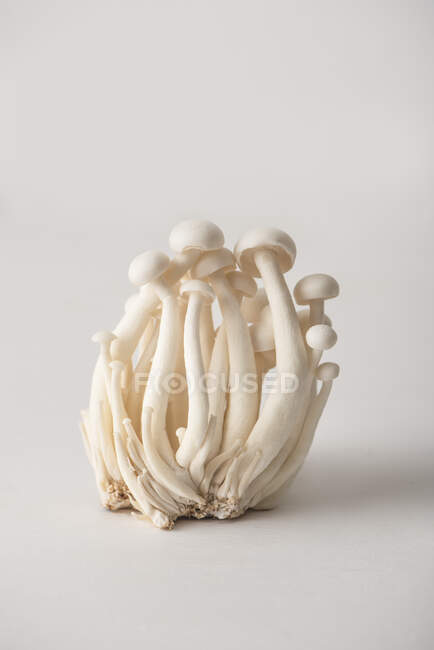 Primo piano di deliziosi funghi Shimeji — Foto stock