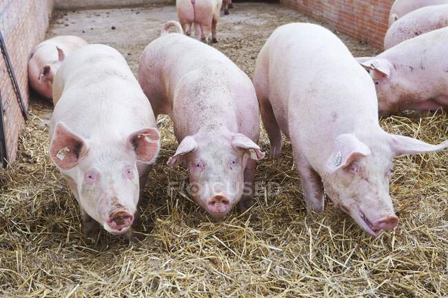 Cerdos en una granja - foto de stock