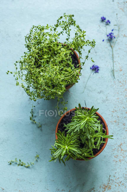 Thyme and rosemary, planted in clay pots on an old blue background — Stock Photo