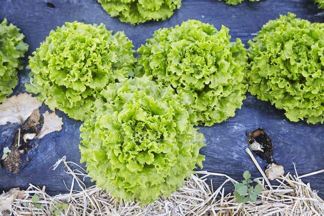 Endive lettuce growing in wooden stand — Stock Photo