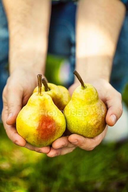 A man holding three ripe pears — Stock Photo