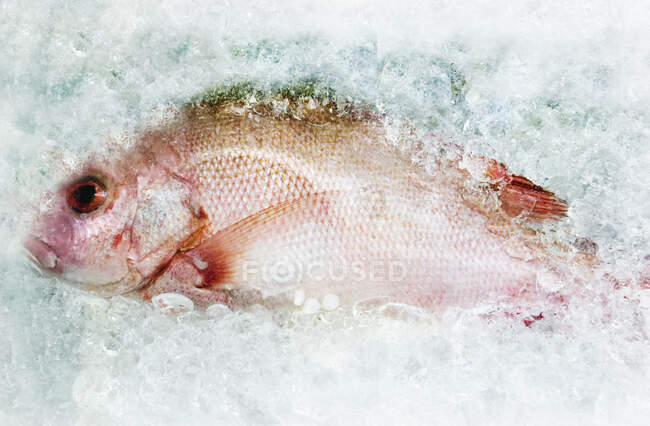 Un pez pargo rojo empacado en hielo aplastado - foto de stock