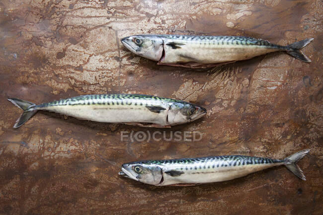 Three fresh mackerel on patinered sheet metal — Stock Photo