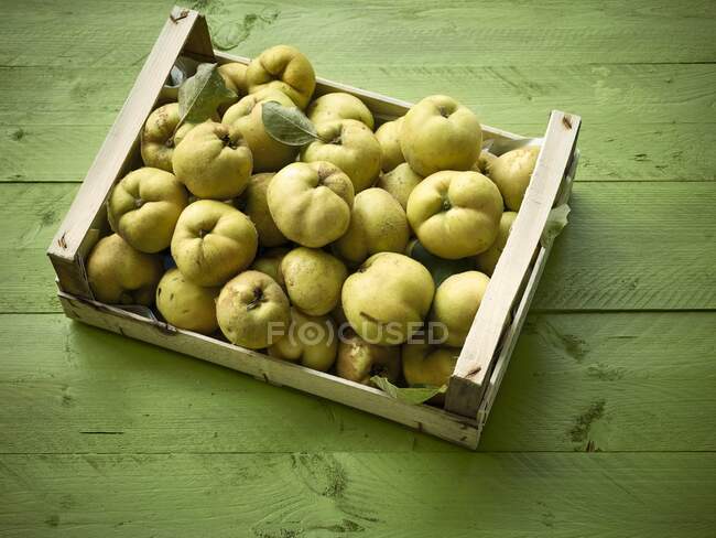Quince on a tray — Stock Photo