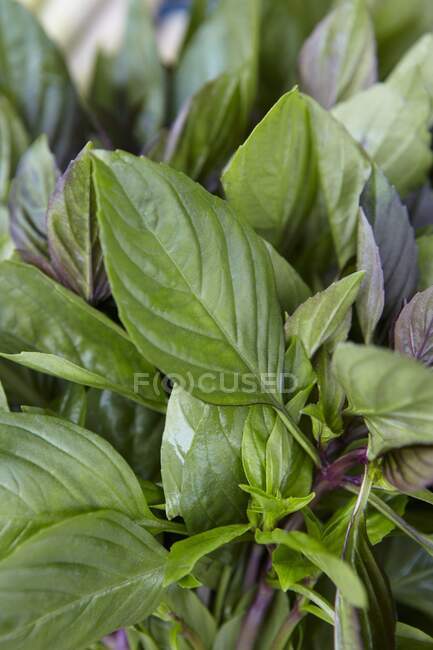 Feuilles de basilic frais dans le jardin — Photo de stock
