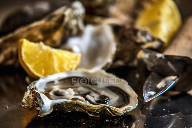 Marennes-Olron oysters closeup — Stock Photo