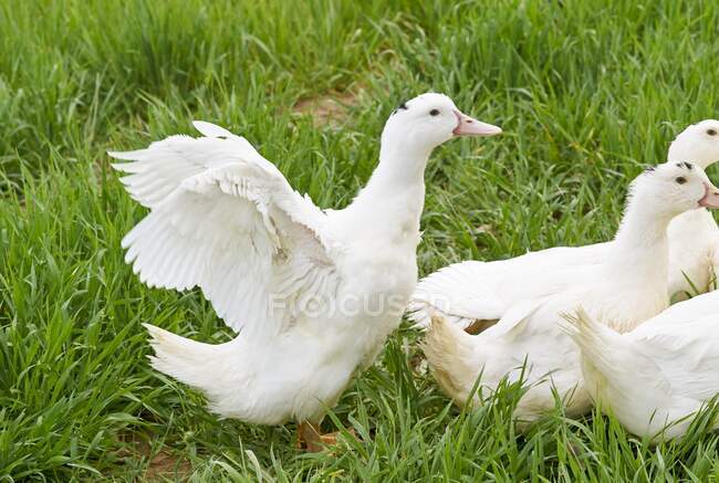Patos blancos en un campo - foto de stock