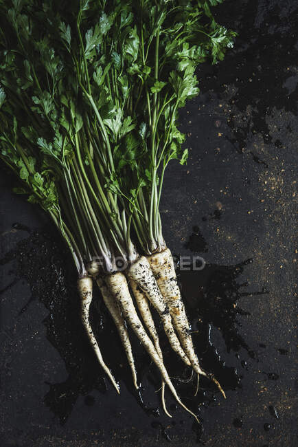A bunch of parsley on a dark background — Stock Photo